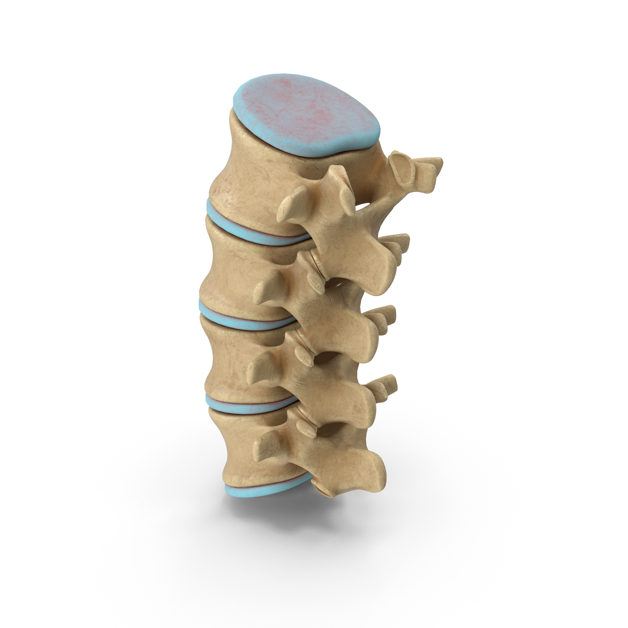 Lumbar spine model showing vertebrae structure 10 - Radiant Chiropractic Canterbury Radiant Chiropractic Canterbury - Lumbar spine model showing vertebrae structure
